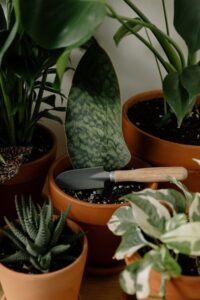 resized_187690