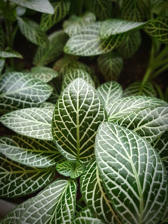 Consejos para mantener plantas de interior saludables y vibrantes